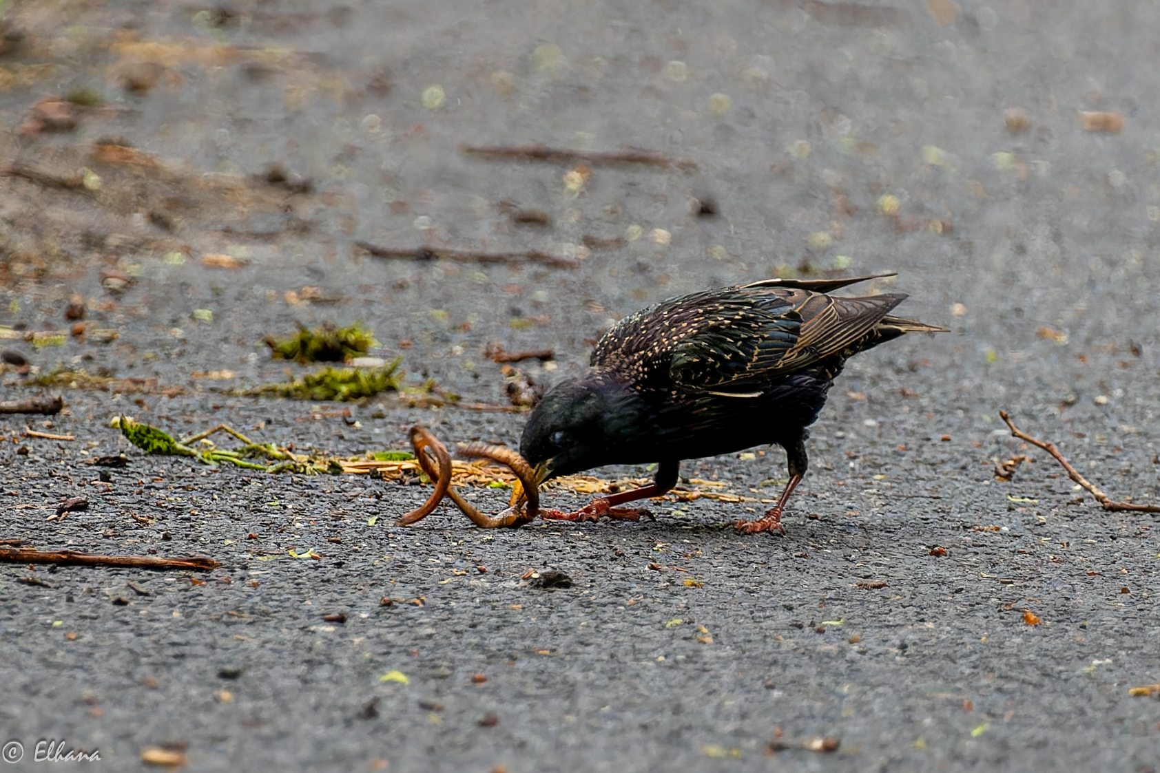 Špaček obecný (Sturnus vulgaris)