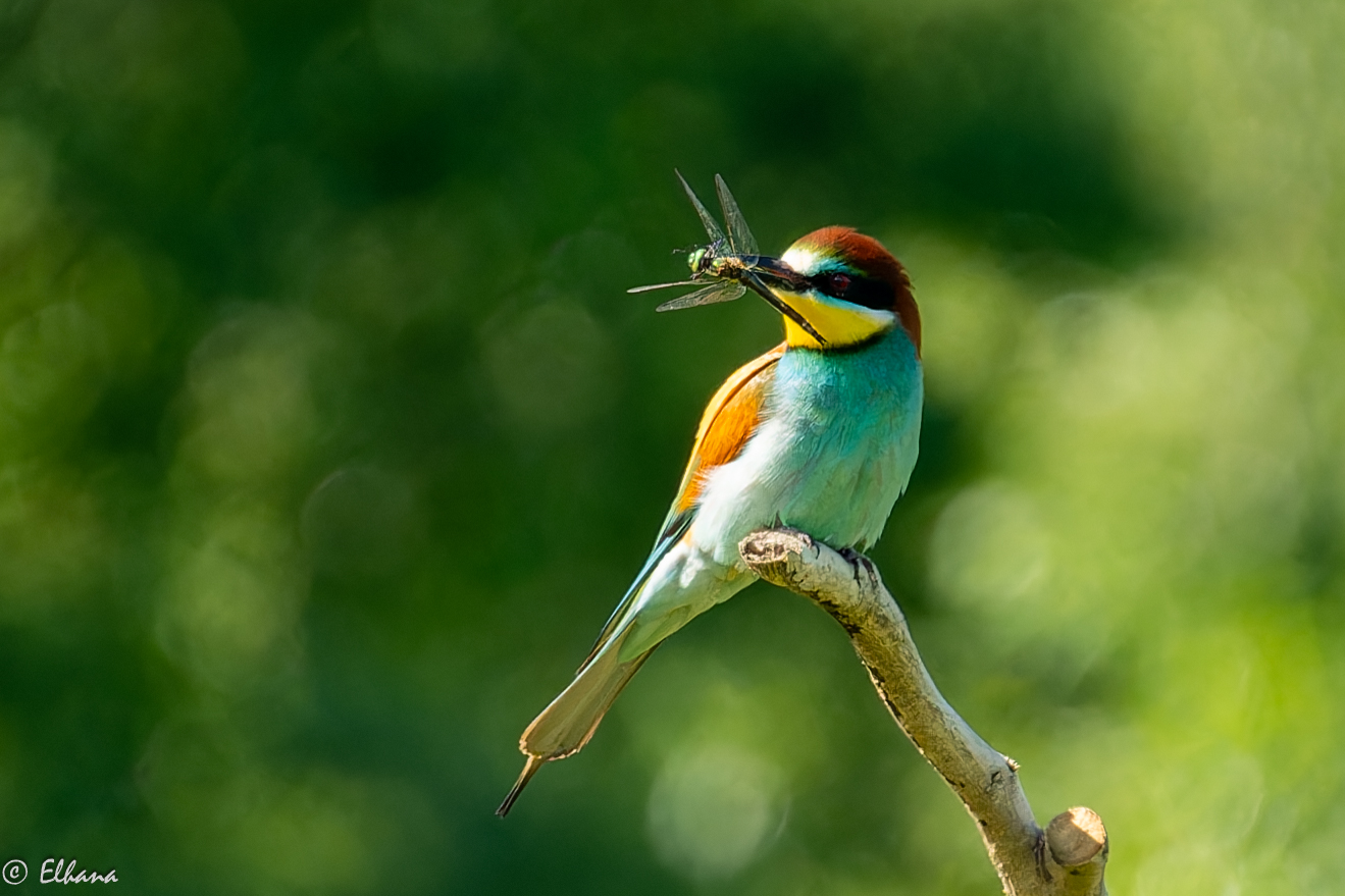 Vlha pestrá (Merops apiaster) Sony A7III + Sigma 100-400