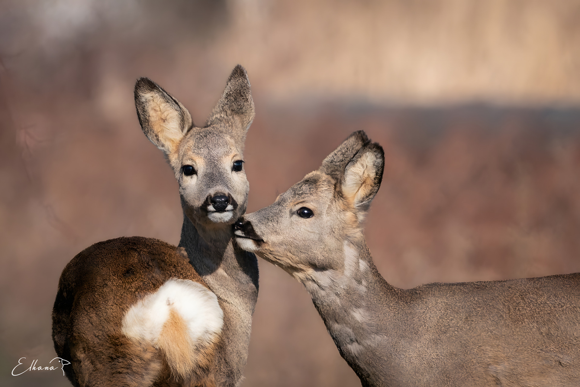 Srnec obecný (Capreolus capreolus)