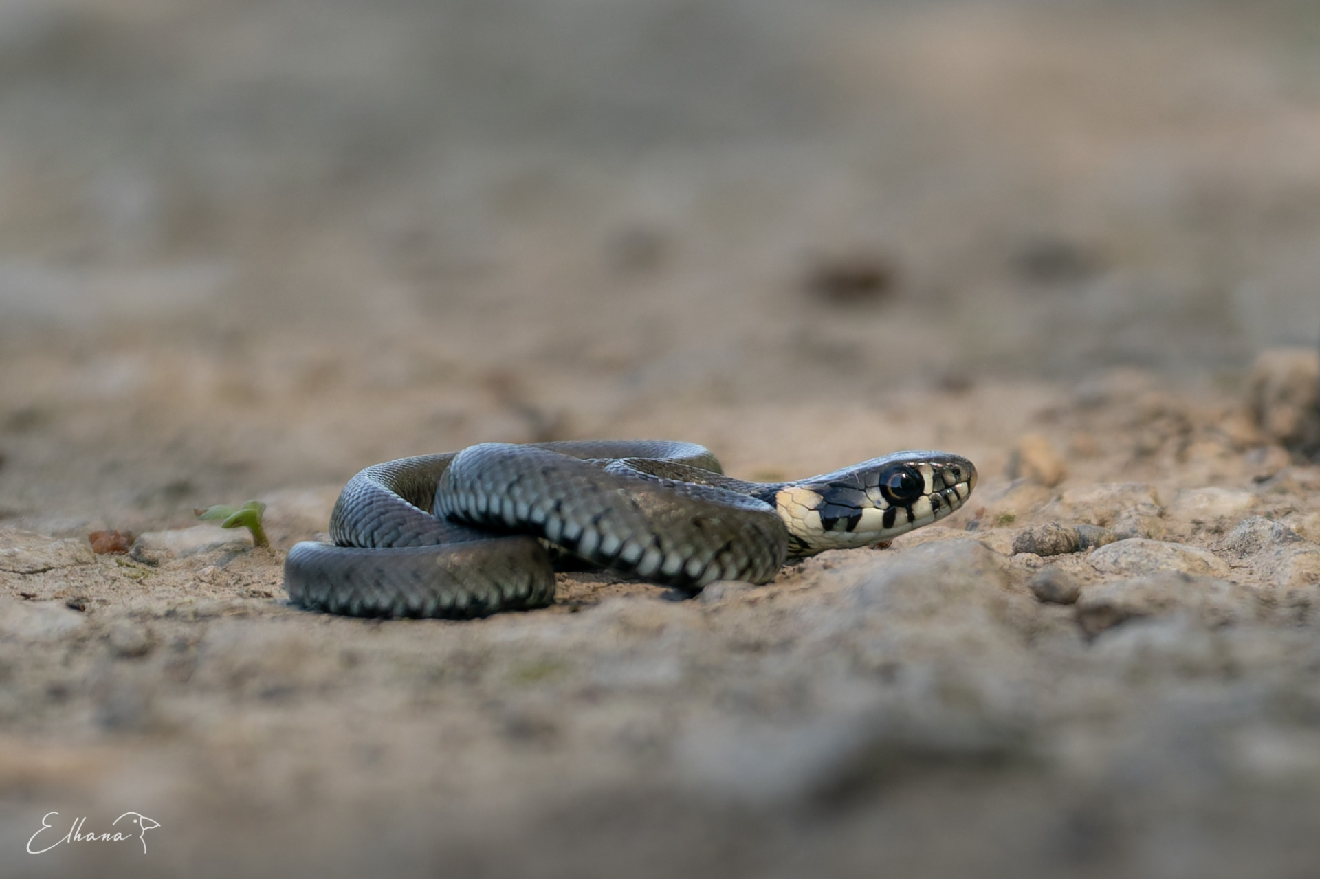 Užovka obojková (Natrix natrix)