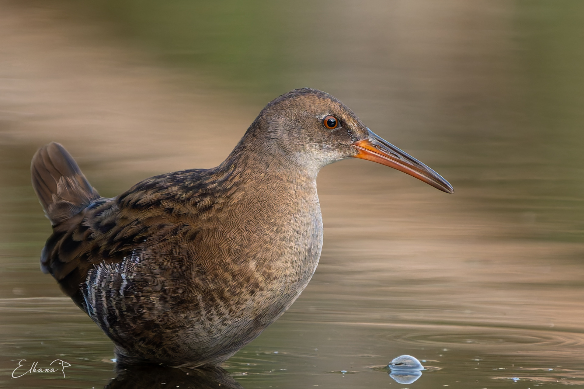 Chřástal vodní (Rallus aquaticus)